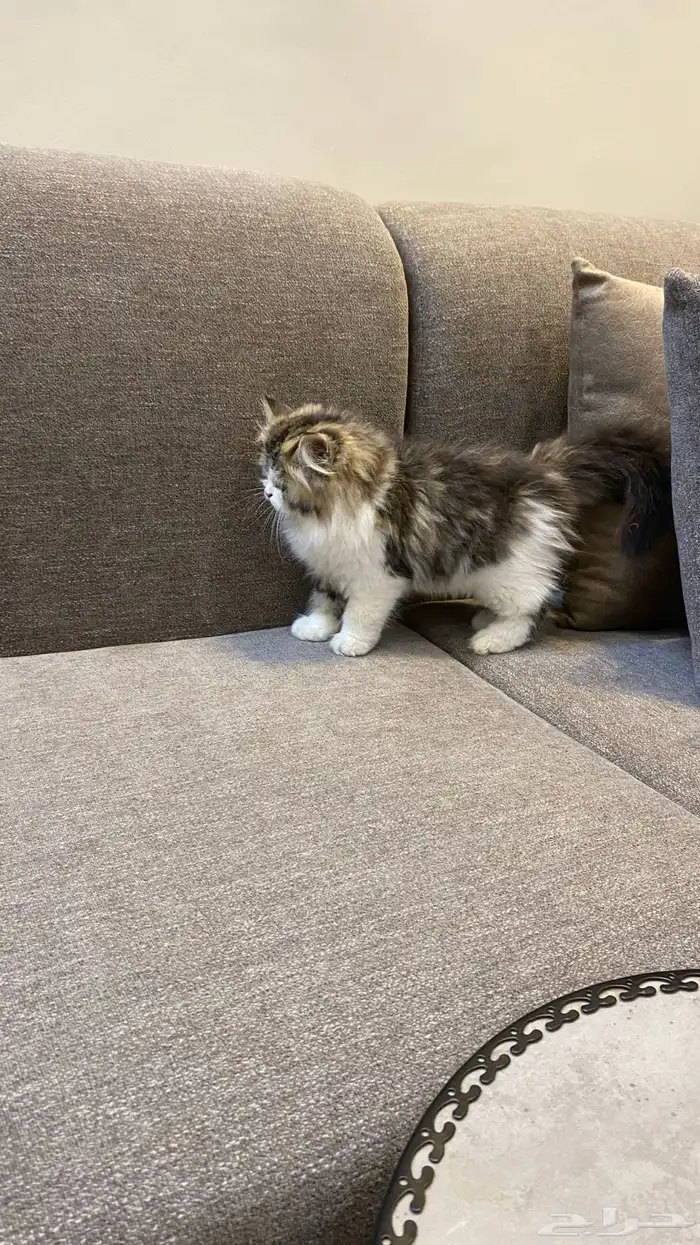 قط نوعه هملايا النوع ذكر العمر شهرين 1