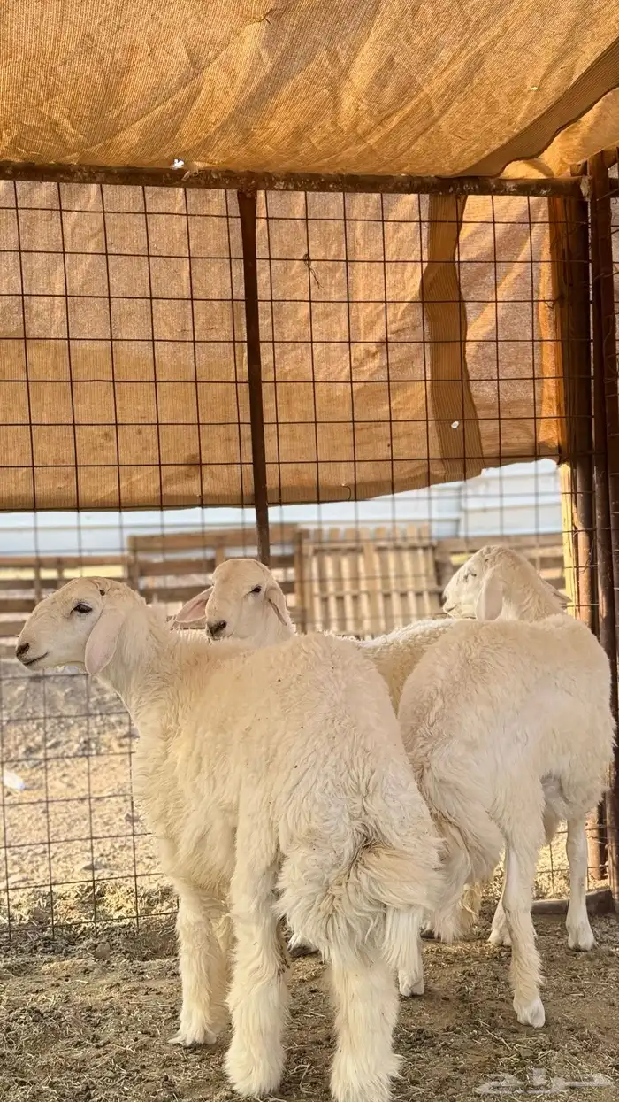 ذبائح مع خدمة السلخ والتوصيل 14