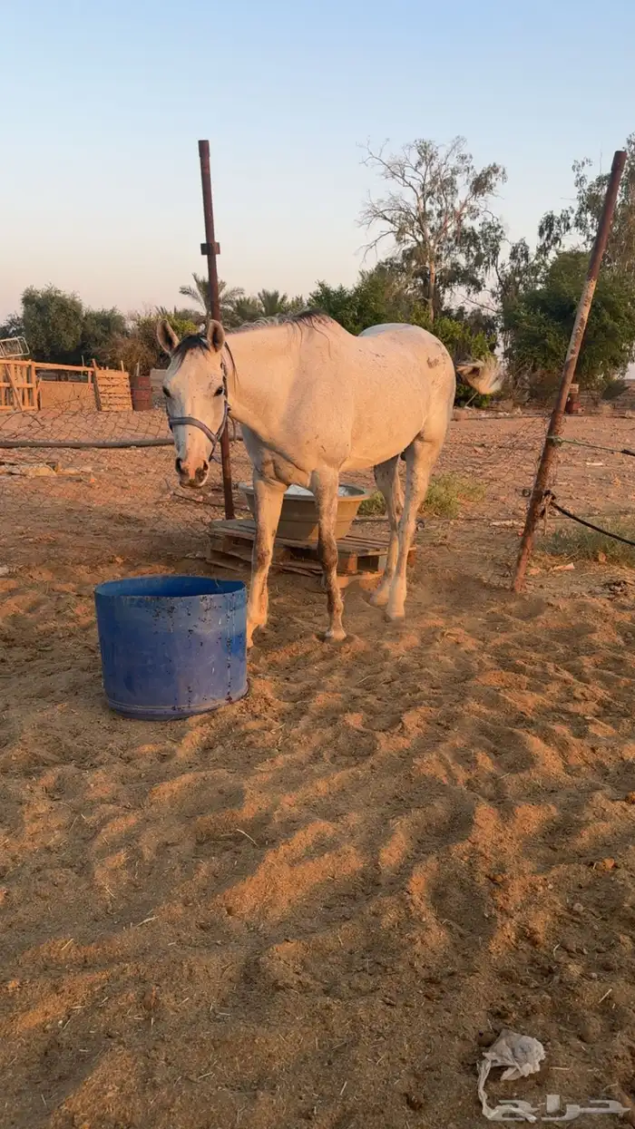 فرس زرقاء للبيع 0