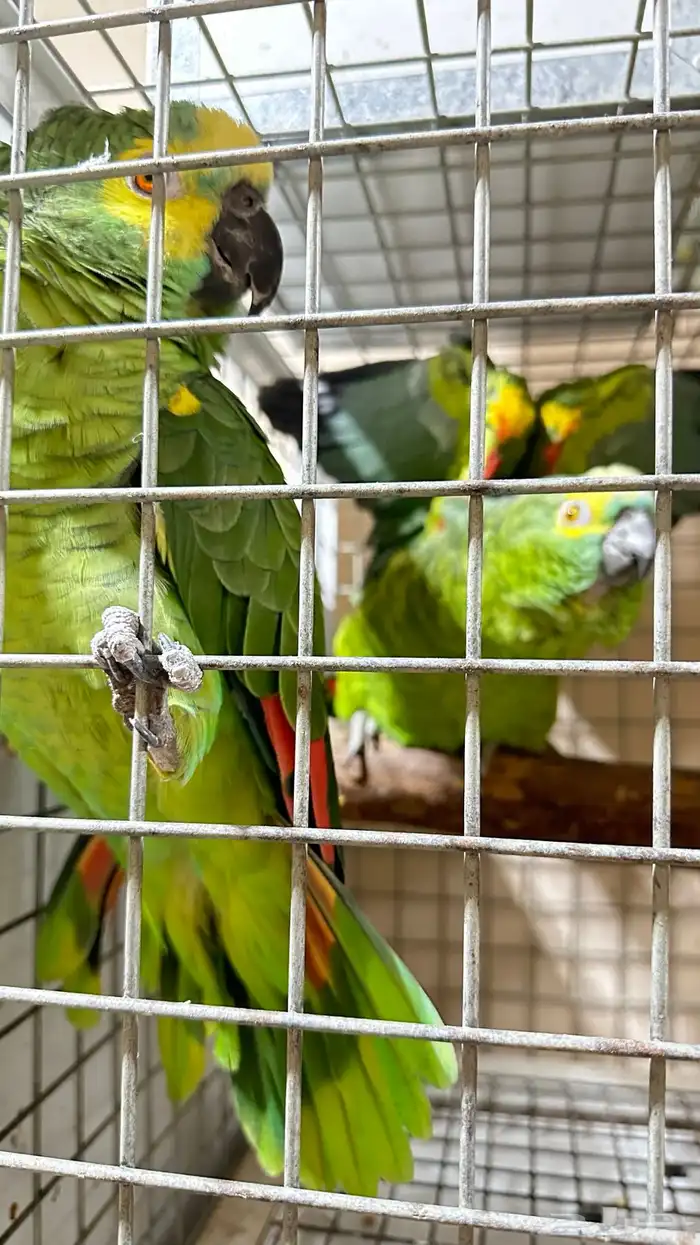 تم البيع زوج امازوني 10