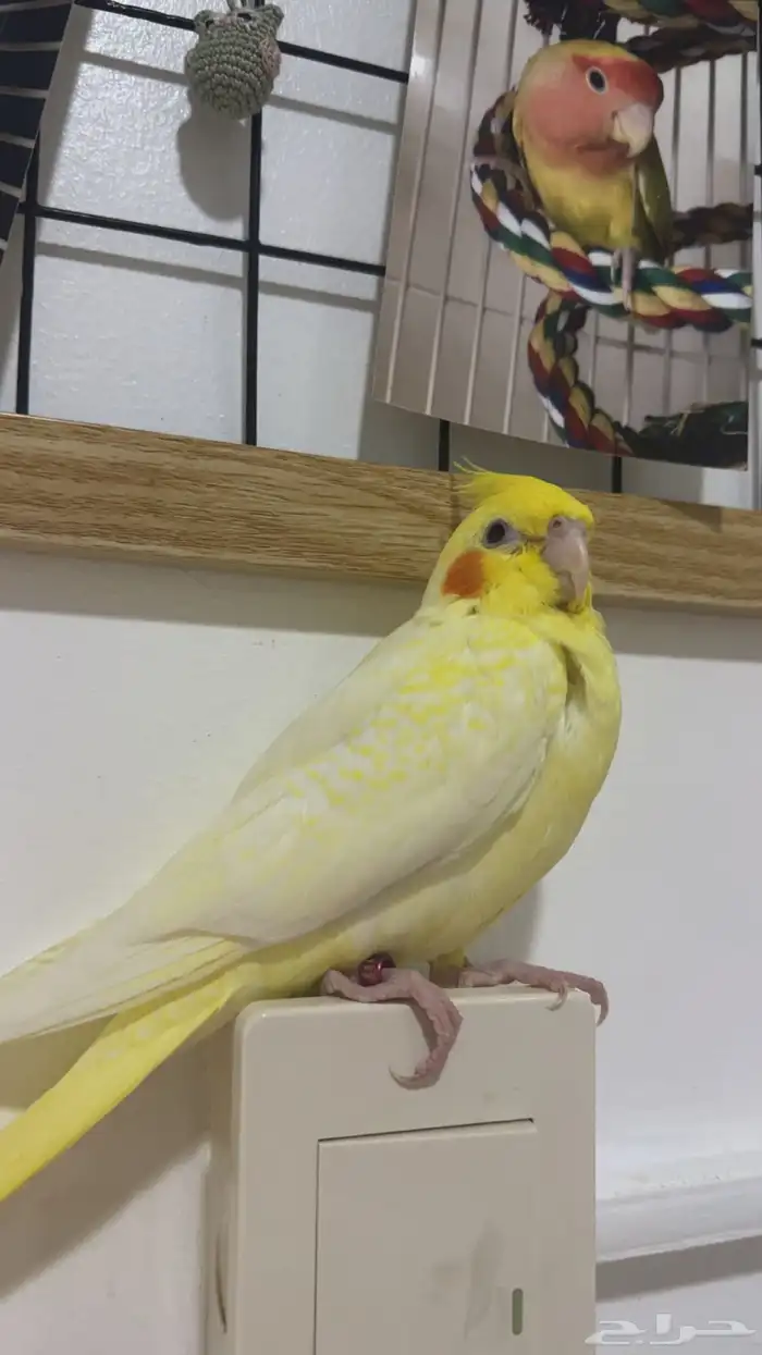 فرخ كروان اليف 0