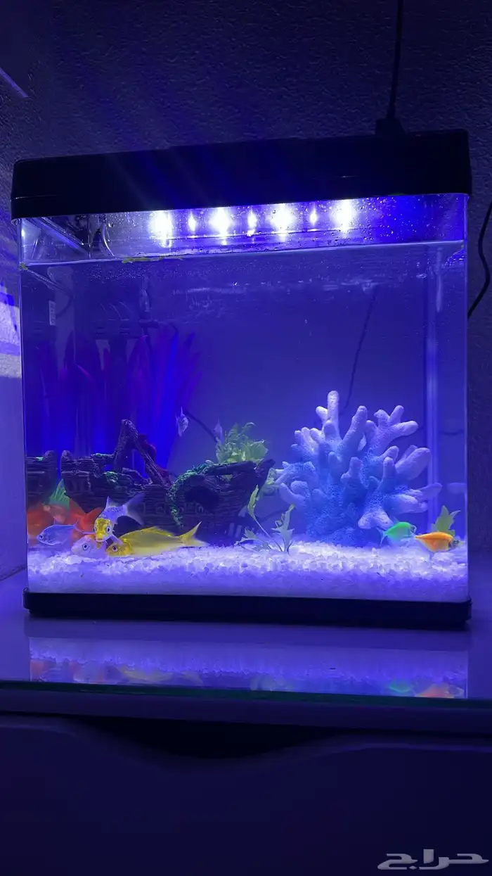 سمك بكامل ملحقاته 0