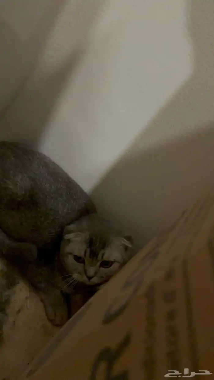 قطة سكواتش 1