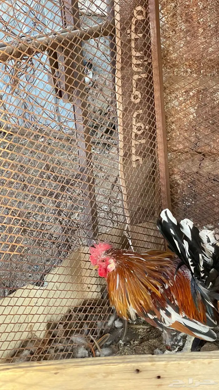 ديك و دجاجه مفرخه عربي ماكنتوش 1