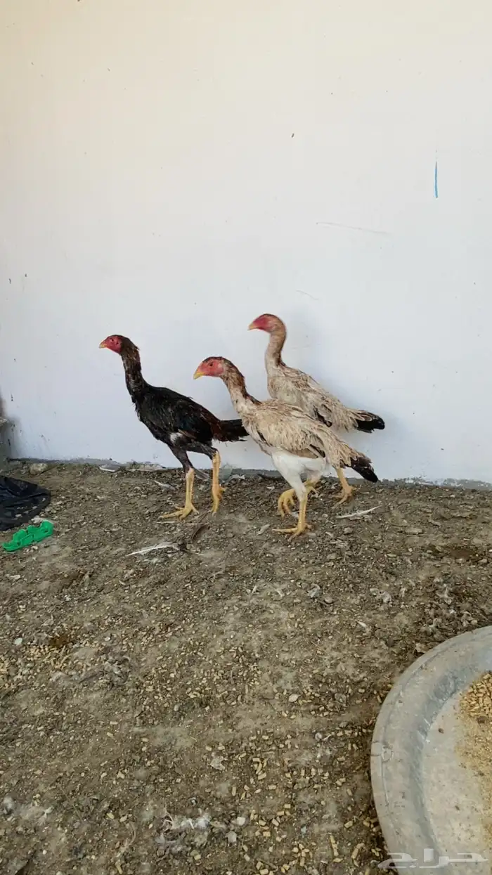 فراريج شامو ديك ودجاجتين العمر 5 اشهر تقريبا الصحه تمام الم 1