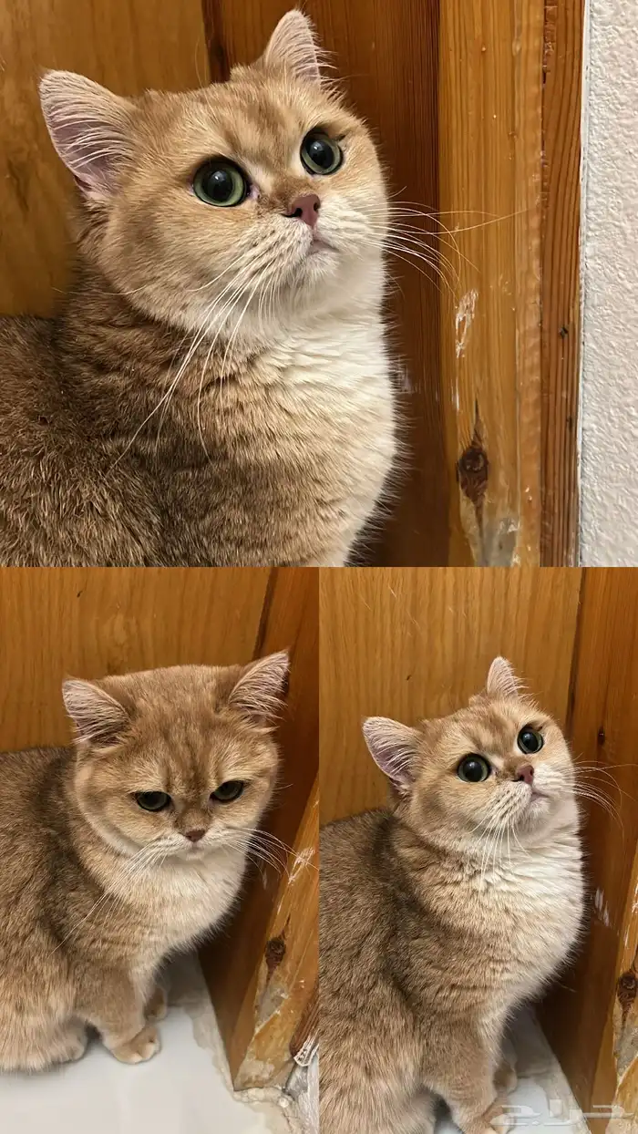 قطه سكوتش ستريت بيور 2