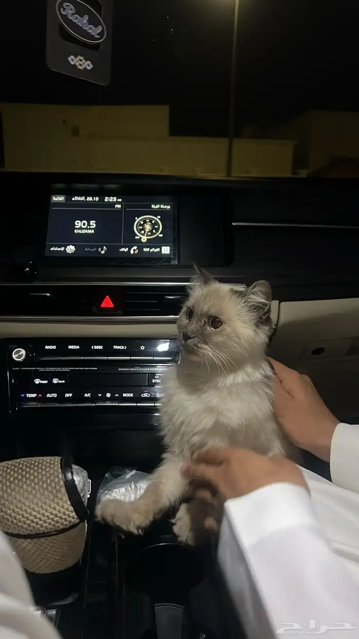 قط منزلي نوع هيمالايا بدون شهادة للبيع 0