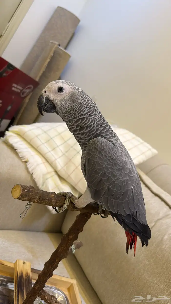 فرخ كاسكو متكلم 8