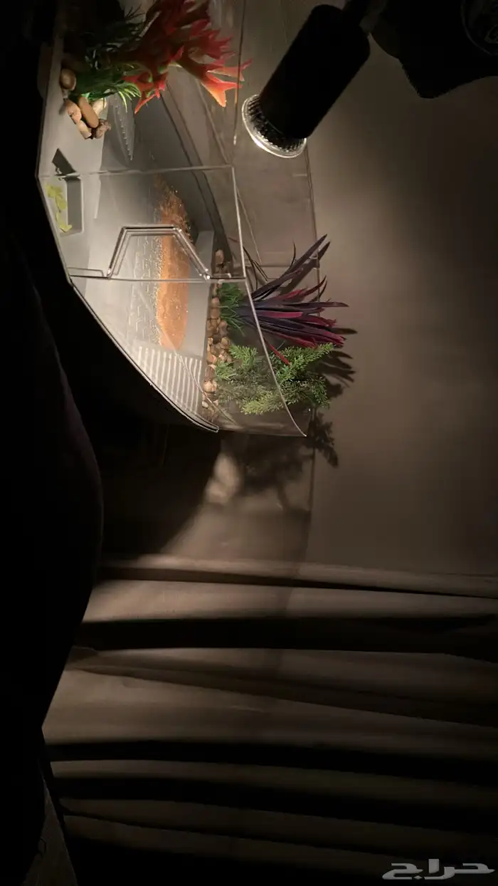 سلحفاة للبيع مع اغراضها 1