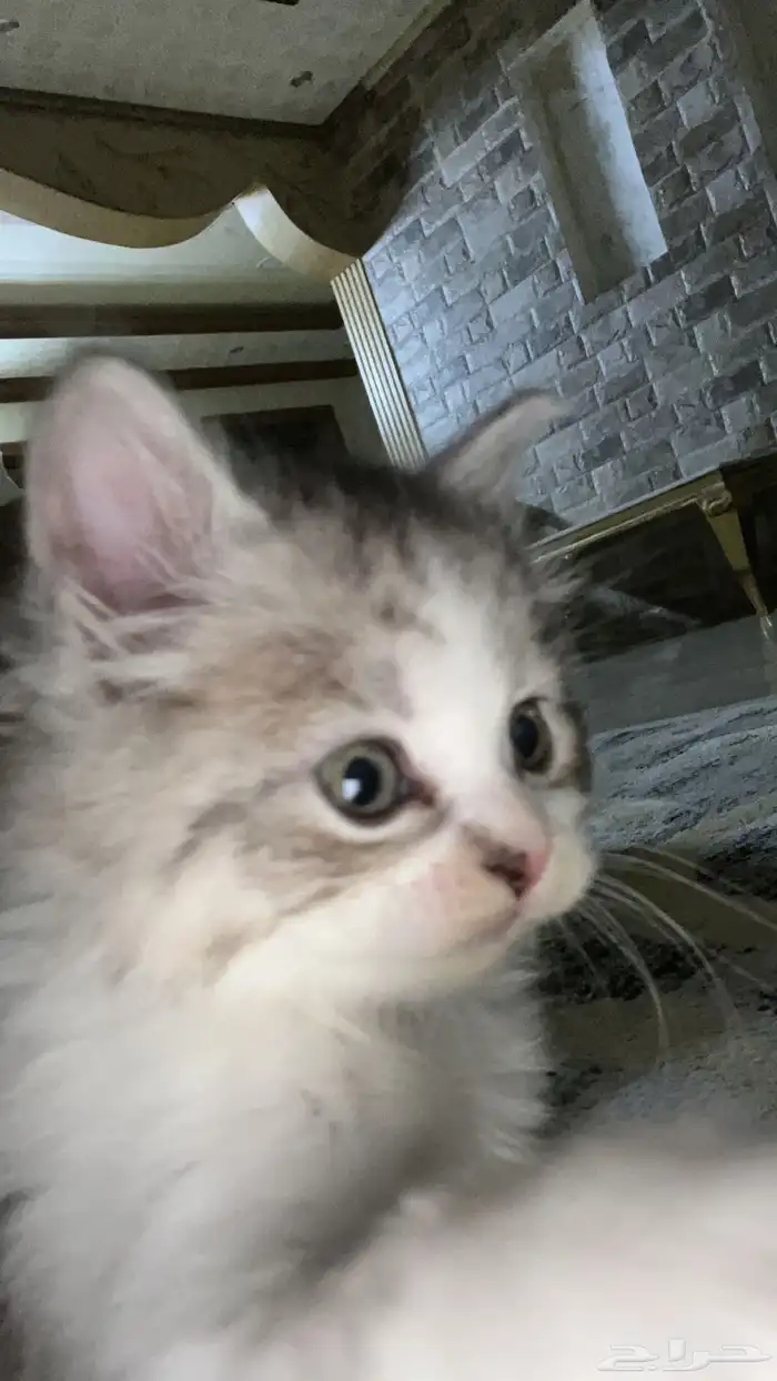 قطوه شرازيه للبيع 200 العمر شهرين مطعم مره واحده 0