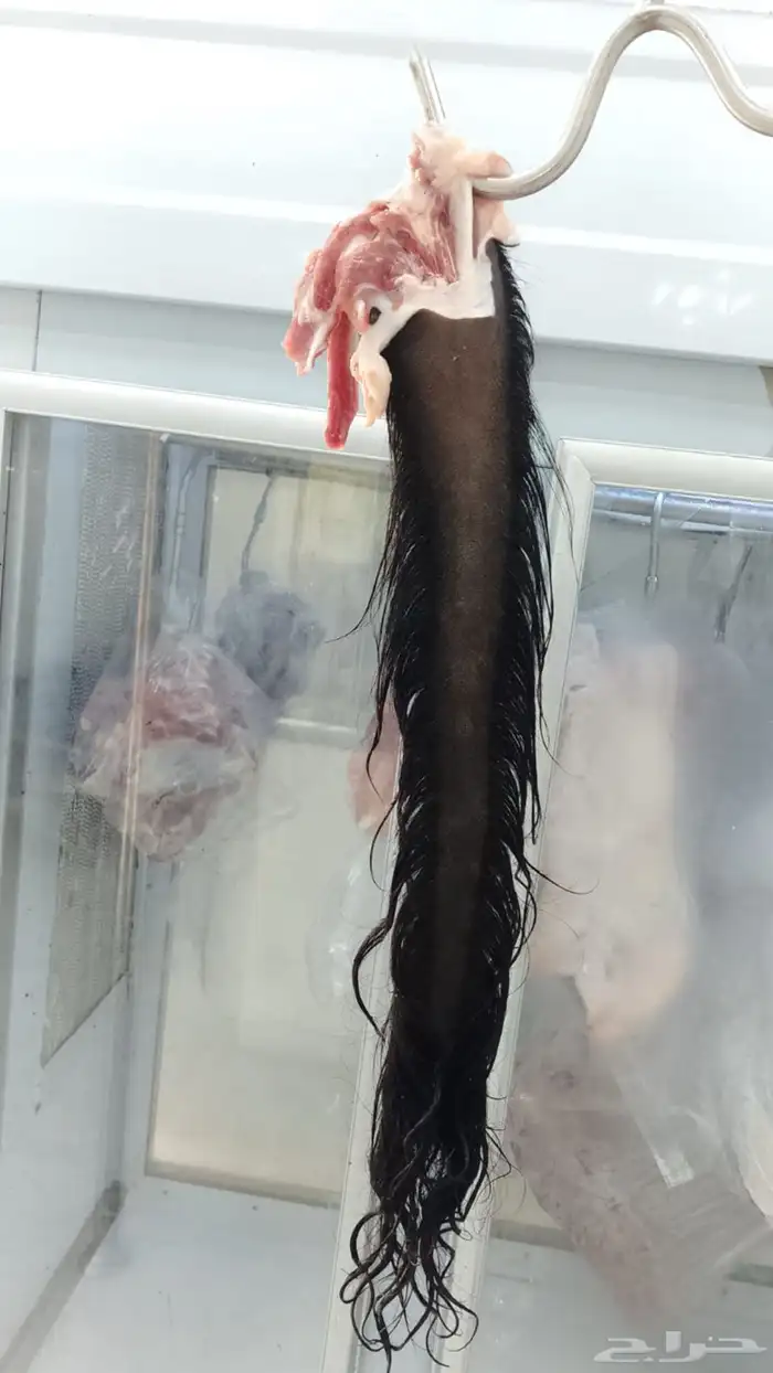 ملحمه حاشي السويرقيه جده حي الفروسيه 23