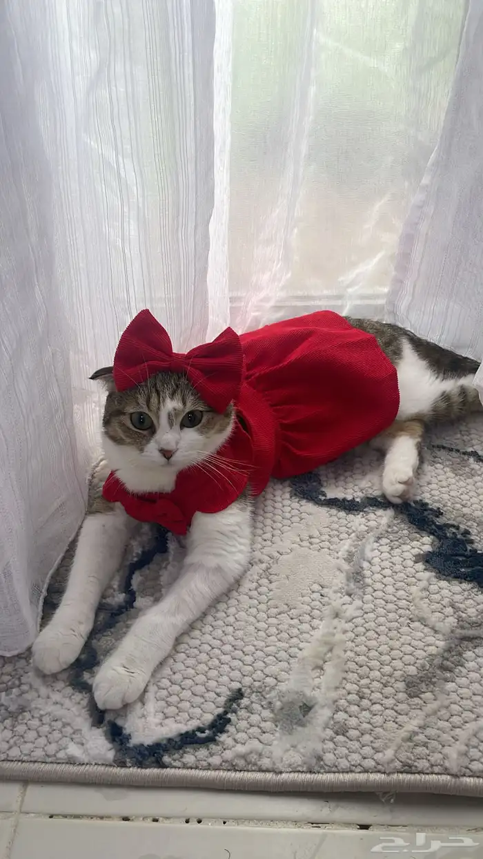 قطة للتبني 0