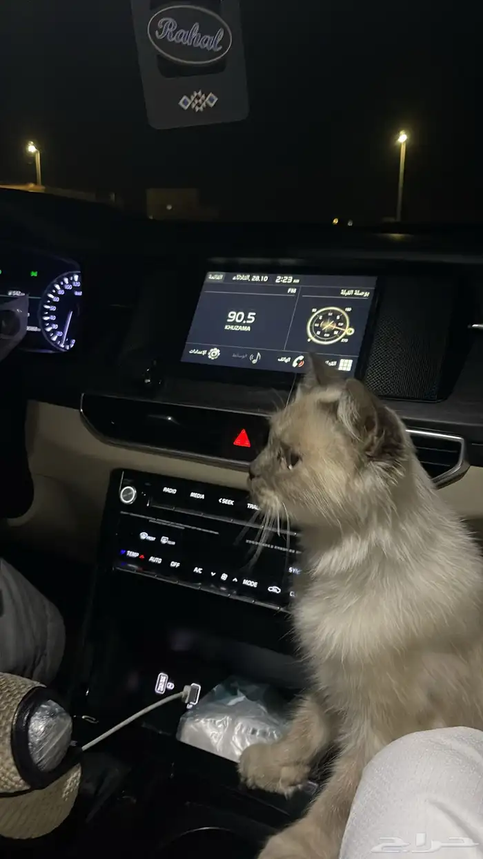 قط راغدول أو بيرمان على السوم لا يتواصل إلا الجاد 1