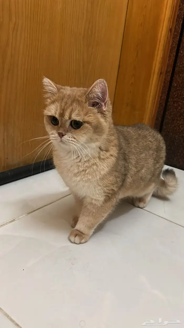 قطه سكوتش ستريت بيور 1