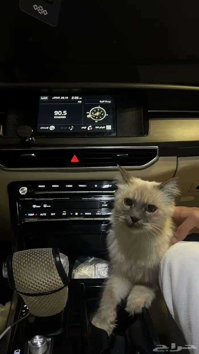 قط منزلي نوع هيمالايا بدون شهادة للبيع 4