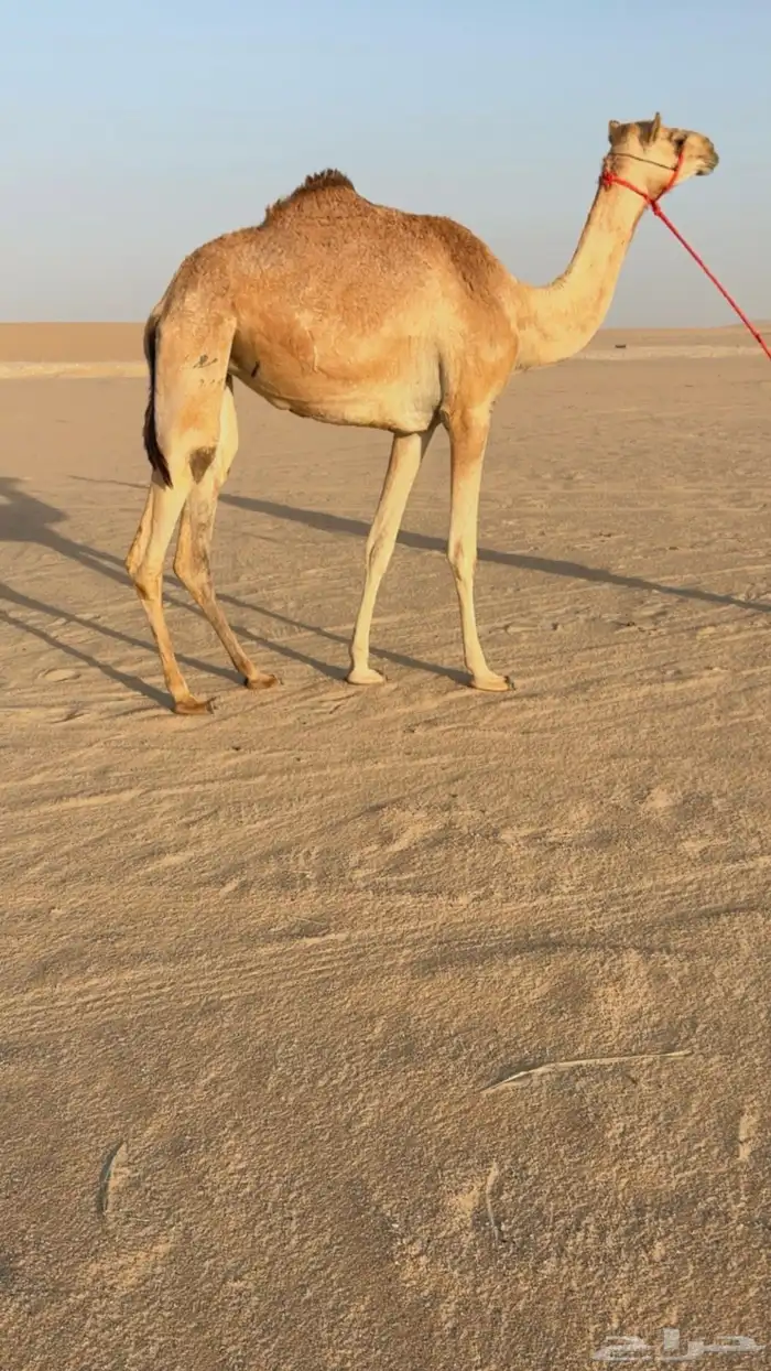 بكرة هجن اصيل ذلول شكلها طيب 0