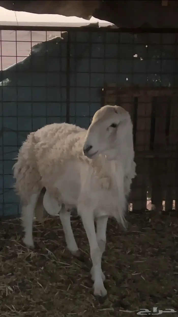 خروف ثني مشروط 3