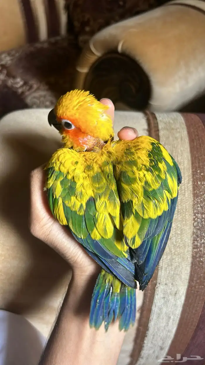 فرخ صن كنيور صبغة قوية 5