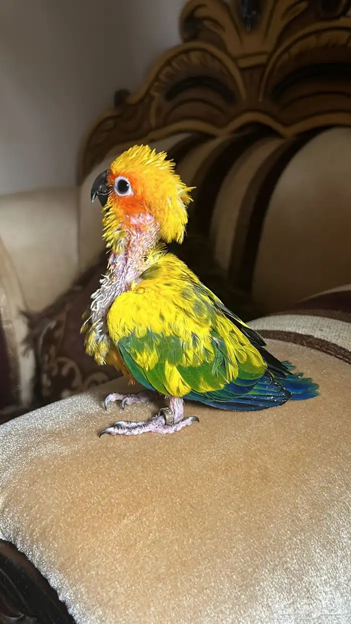 فرخ صن كنيور صبغة قوية 4