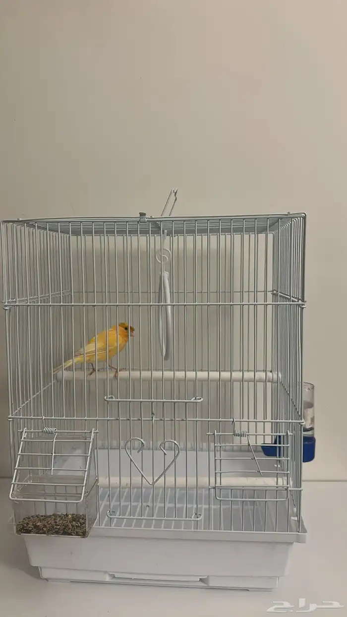 عصفور كناري 0