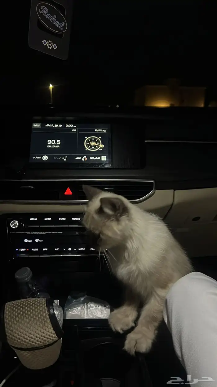 قط راغدول أو بيرمان على السوم لا يتواصل إلا الجاد 6