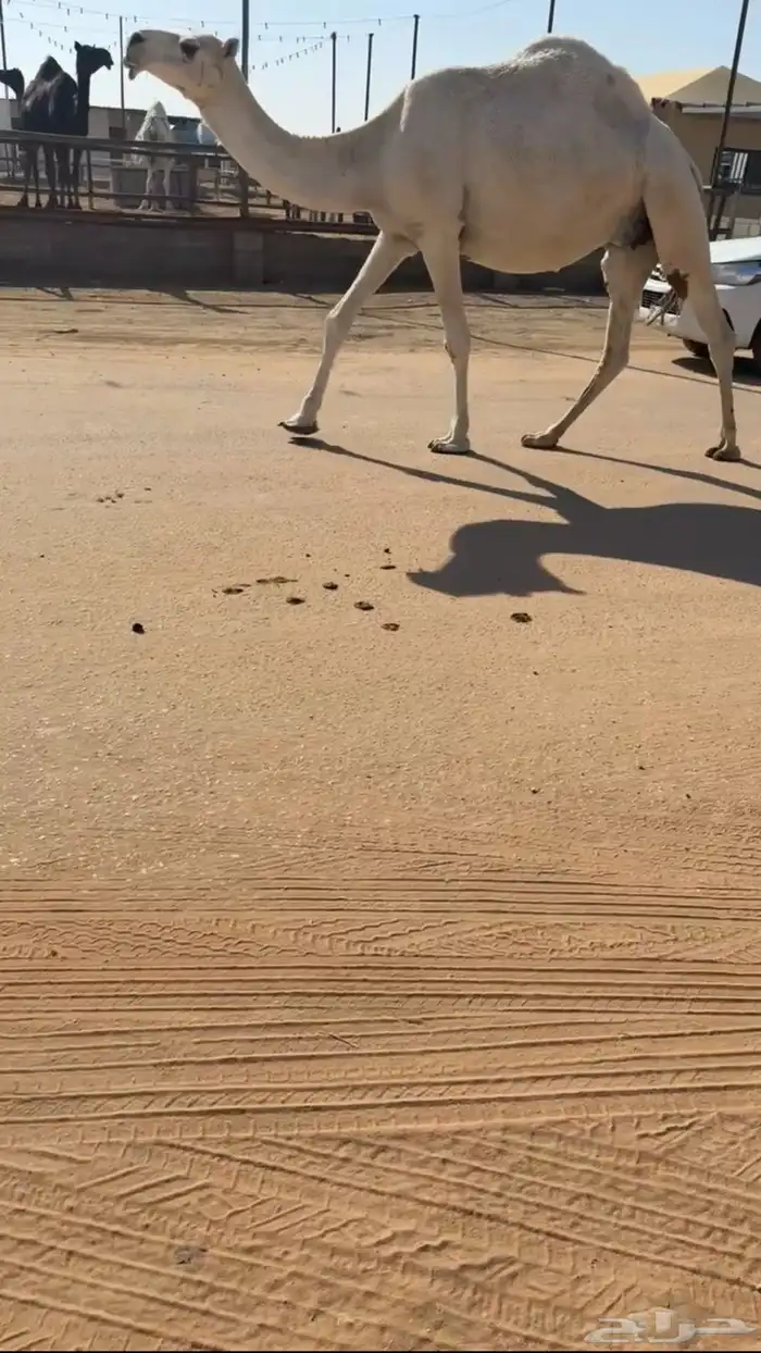 لقحه له فوق 8 شهور عل باتلي كفوو سليمه من جميع العذريب 3