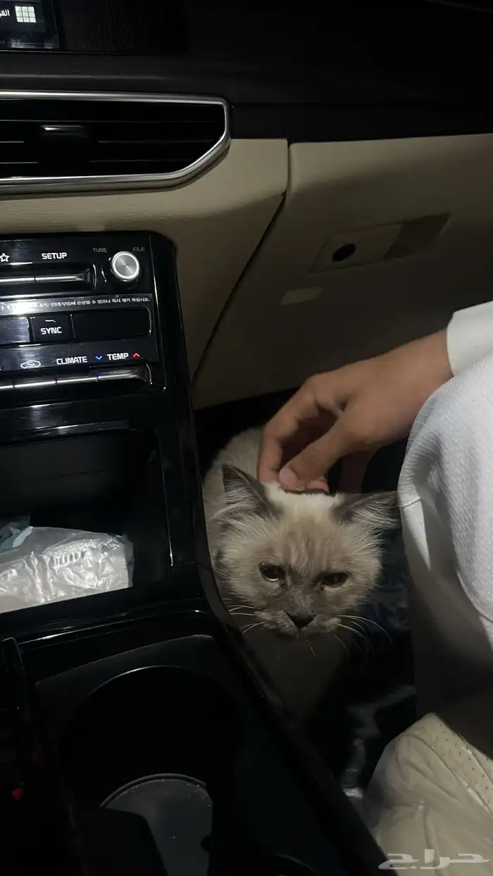 قط منزلي نوع هيمالايا بدون شهادة للبيع 2