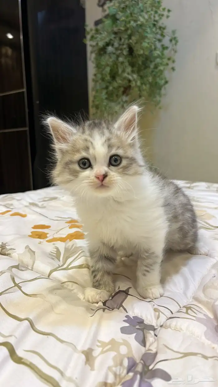 قطوه شرازيه للبيع 200 العمر شهرين مطعم مره واحده 1