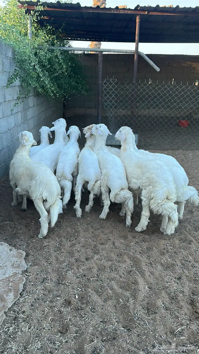 طليان حرية 4