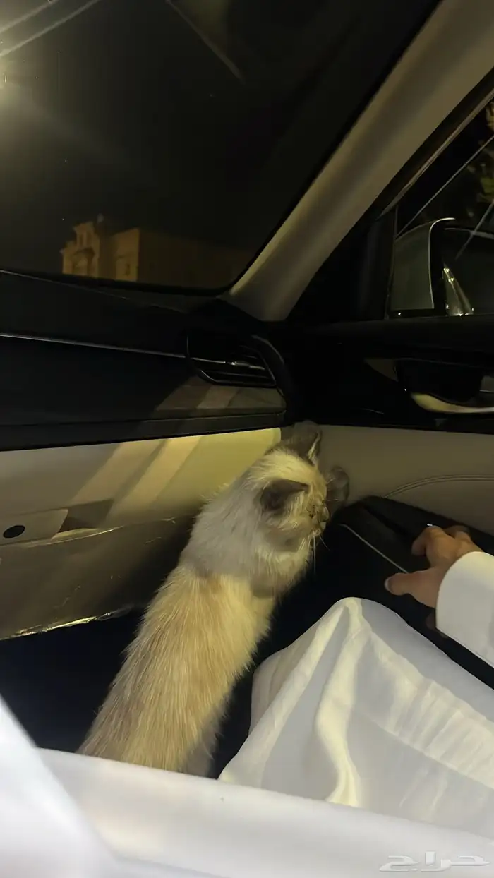 قط راغدول أو بيرمان على السوم لا يتواصل إلا الجاد 8