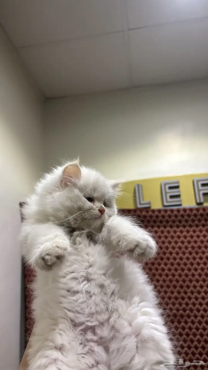 قط صغير عمر شهرين ب300 0