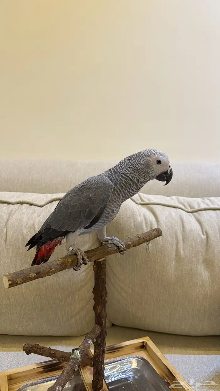 فرخ كاسكو متكلم 9