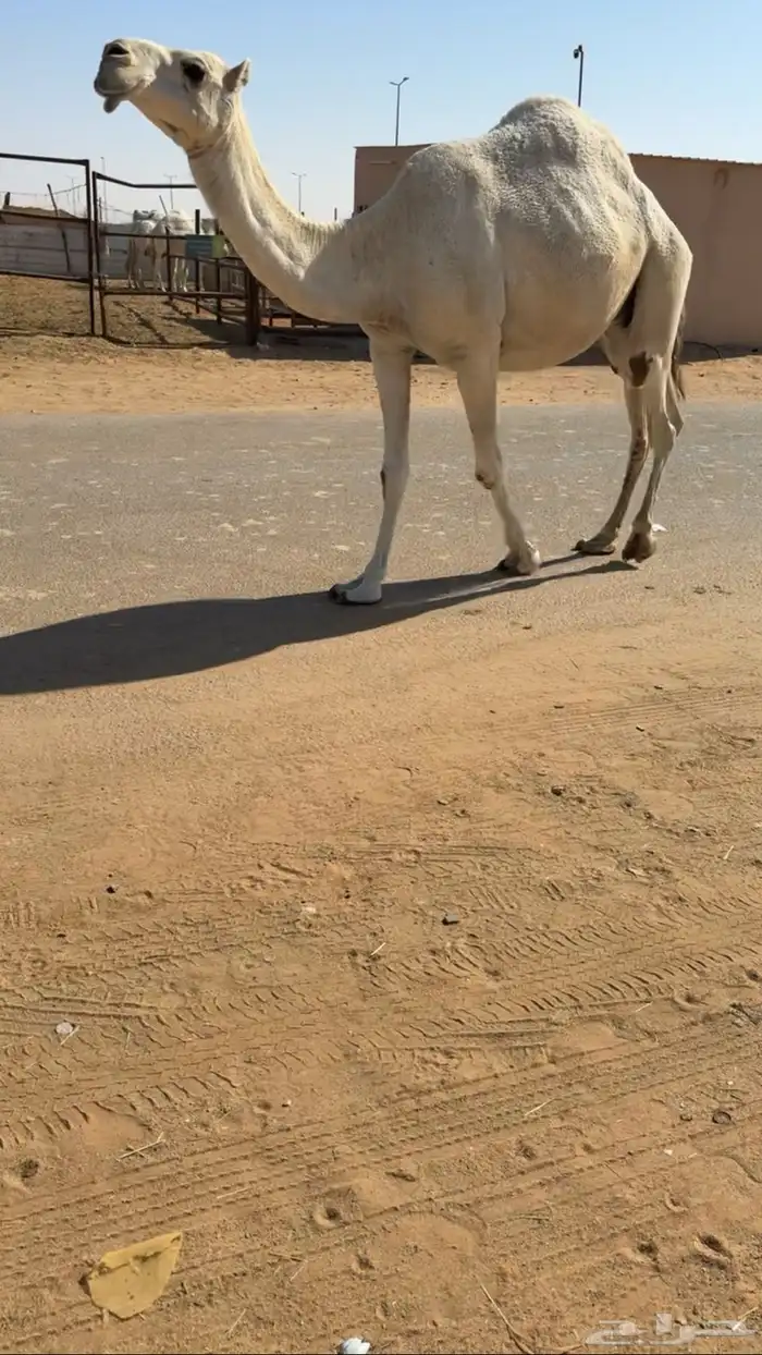 لقحه له فوق 8 شهور عل باتلي كفوو سليمه من جميع العذريب 0