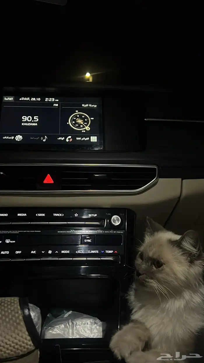 قط منزلي نوع هيمالايا بدون شهادة للبيع 3