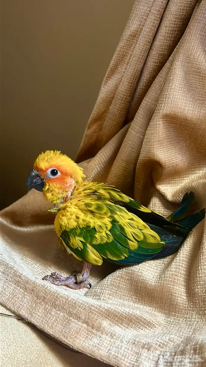 فرخ صن كنيور صبغة قوية 3