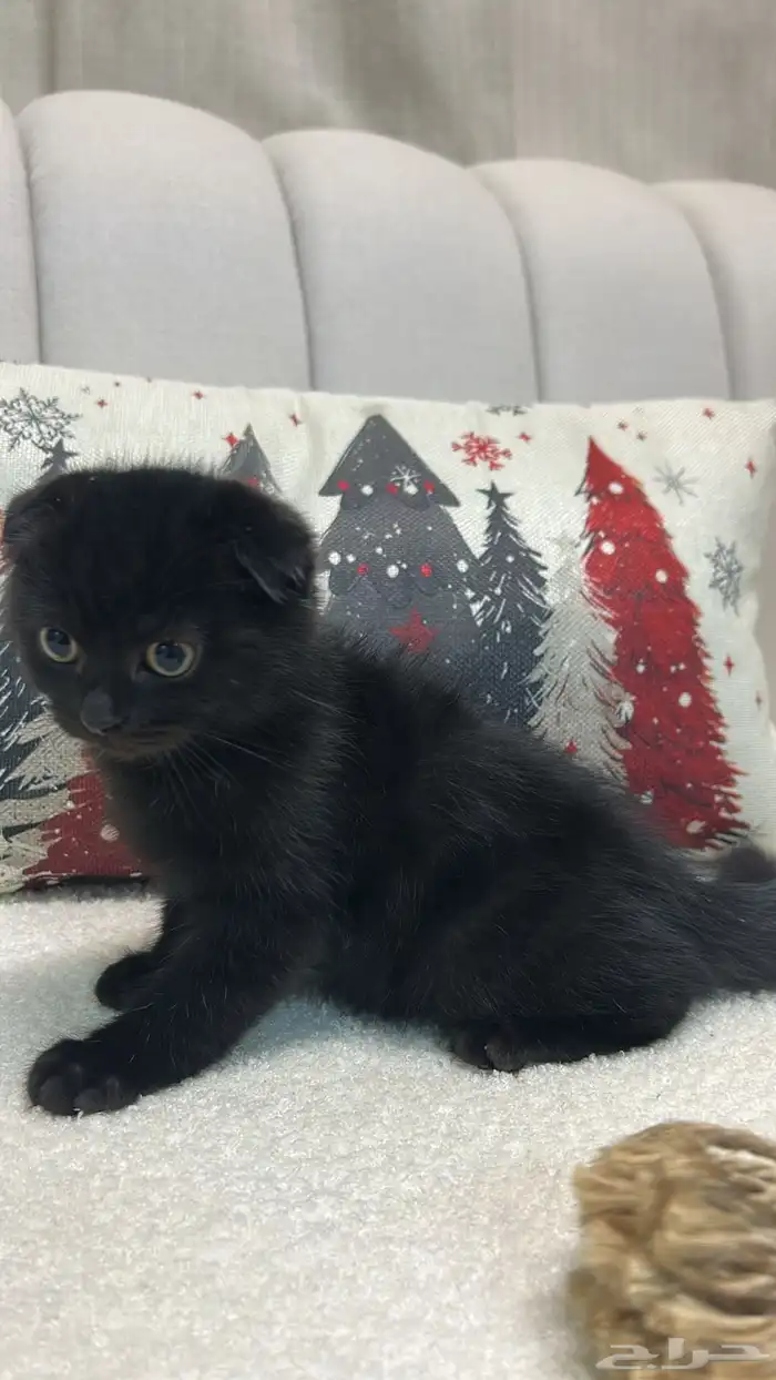 قطط سكوتش العمر شهرين 0