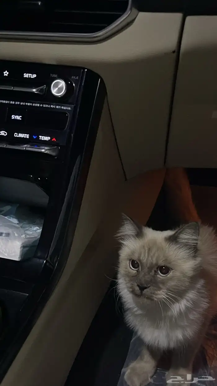 قط راغدول أو بيرمان على السوم لا يتواصل إلا الجاد 0