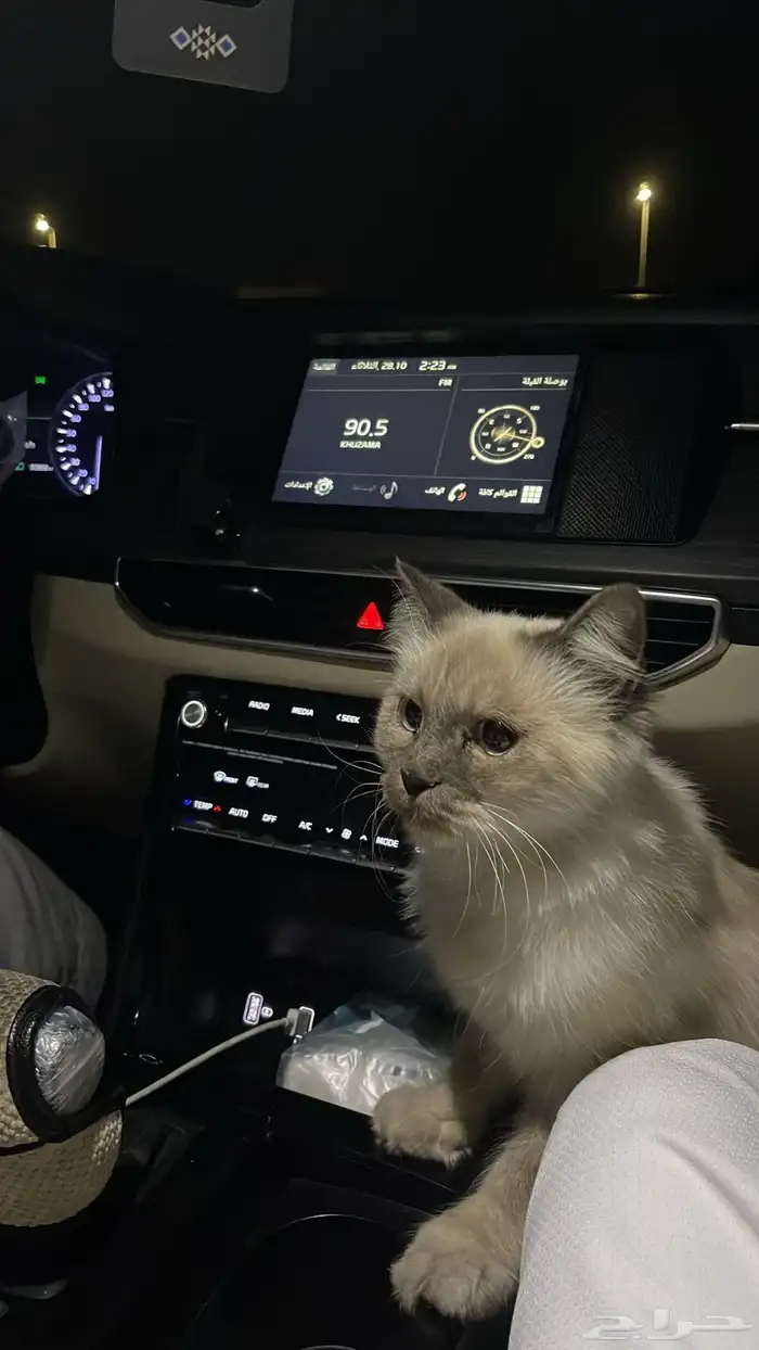 قط راغدول أو بيرمان على السوم لا يتواصل إلا الجاد 2