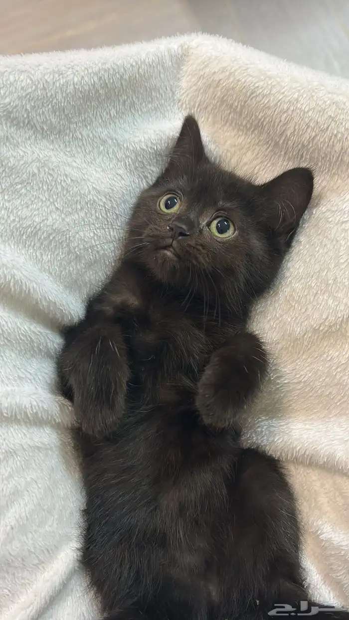 قطط سكوتش العمر شهرين 1