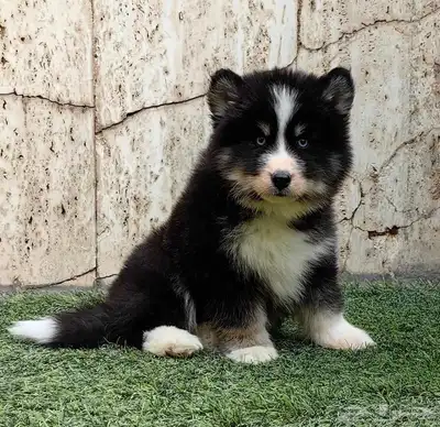 كلاب هاسكي جراوي index