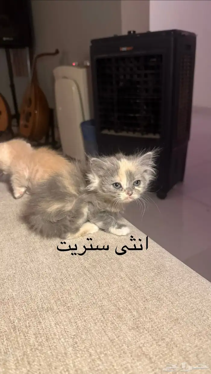 للبيع كيتن سكوتش 1