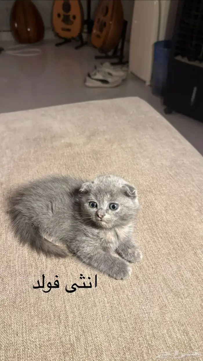 للبيع كيتن سكوتش 3