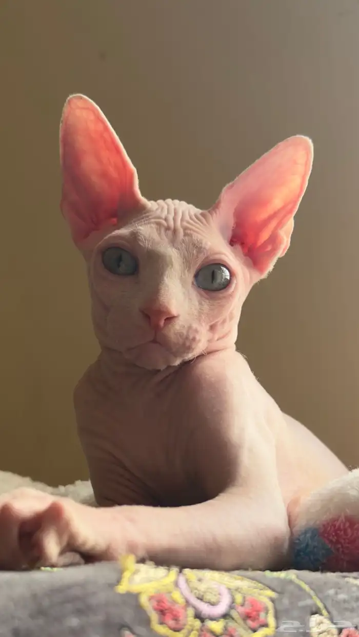 للبيع قط فرعوني ذكر عمر خمسه شهور ونص 0