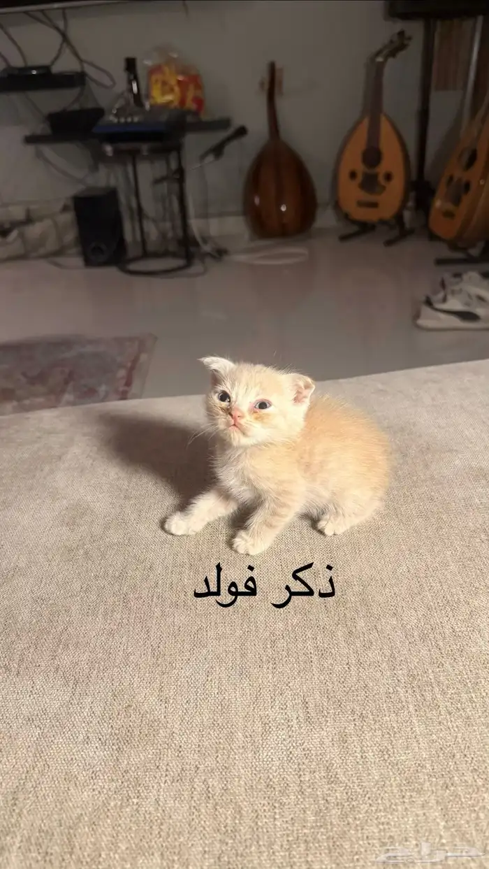للبيع كيتن سكوتش 0
