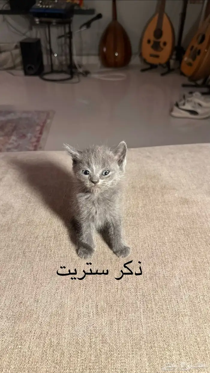 للبيع كيتن سكوتش 2