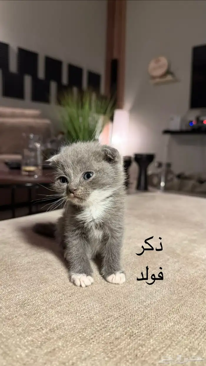 للبيع كيتن سكوتش 5