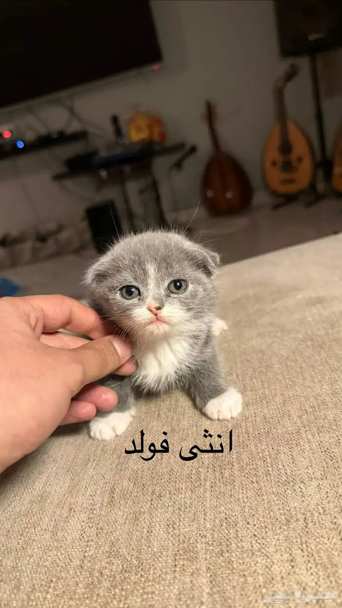 للبيع كيتن سكوتش 4