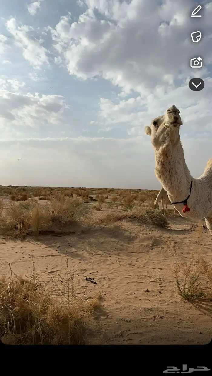 جمل ثلاث اهدد له إنتاجه موجود 2