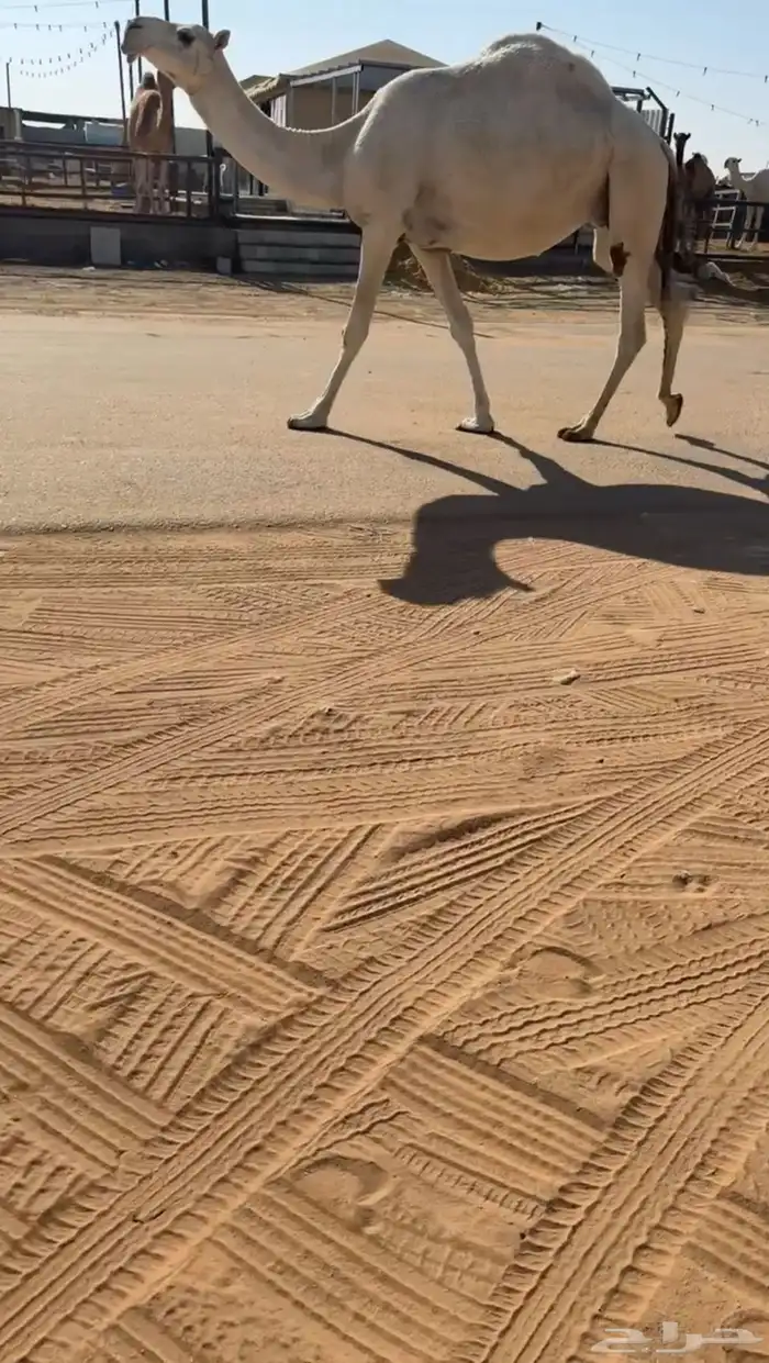 لقحه له فوق 8 شهور عل باتلي كفوو سليمه من جميع العذريب 4