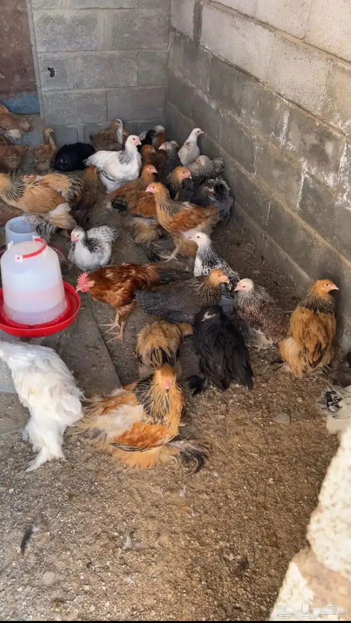 دجاج البراهما 0